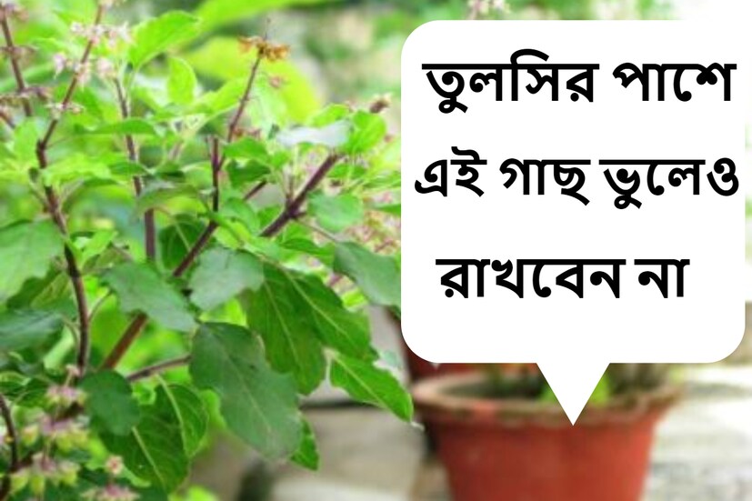 শাস্ত্র মতে তুলসী গাছের বিরাট গুরুত্ব রয়েছে। প্রায় প্রতিটি বাড়িতেই তুলসি গাছের দেখা মেলে। তুলসি গাছে জল নিবেদন করা অত্যন্ত শুভ বলে মনে করা হয়। (প্রতীকী ছবি)