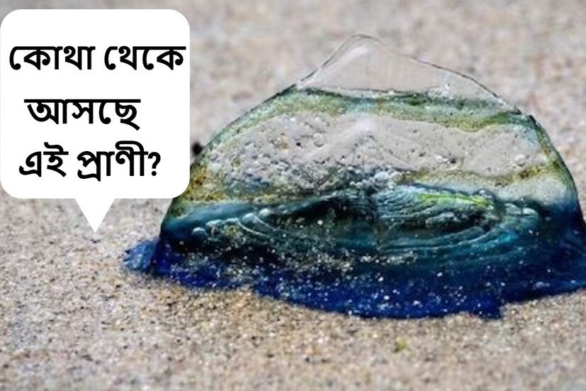 প্রথম দেখাতে অনেকেই ভাববেন জেলিফিস। কিন্তু আজতে তা কিন্তু নয়। মার্কিন যুক্তরাষ্ট্রের ক্যালিফোর্নিয়ার পশ্চিম উপকূলে এমন প্রাণীই হইচই ফেলে দিয়েছে।  (ছবি-MediaNews Group)