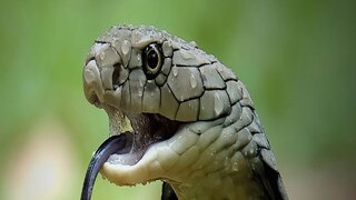 Viral Snake Video: মুহূর্তেই বন্ধ হবে নিঃশ্বাস, গায়ে দেবে কাঁটা Viral Snake Video: মুহূর্তেই বন্ধ হবে নিঃশ্বাস, গায়ে দেবে কাঁটা