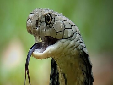 Viral Snake Video: মুহূর্তেই বন্ধ হবে নিঃশ্বাস, গায়ে দেবে কাঁটা 