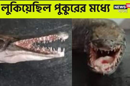 আজব মাছের সন্ধান