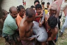 নদীতে মিলল দৈত্যাকার ডলফিন! দাসপুরের ঘটনায় চাঞ্চল্য