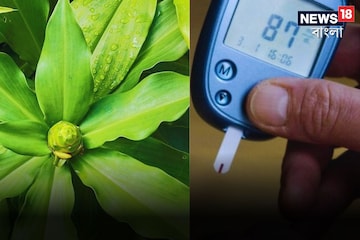 বাপ বাপ বলে পালাবে হাই Blood Sugar! ডায়াবেটিসে জিভে রাখুন 'এই' গাছের দুটি পাতা বাপ বাপ বলে পালাবে হাই Blood Sugar! ডায়াবেটিসে জিভে রাখুন 'এই' গাছের দুটি পাতা