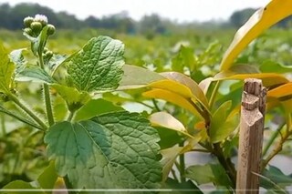 জৈব চাষে ৩০ রকমের ফসল ফলিয়েছে অনুপ্রেরণা কৃষকদের কাছে!