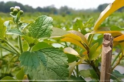 জৈব চাষে ৩০ রকমের ফসল ফলিয়েছে অনুপ্রেরণা কৃষকদের কাছে!