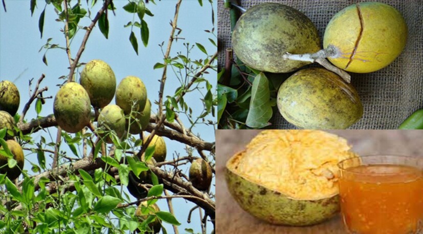 বেল সাহায্য করে হজমেও। ডায়াবেটিস কমাতে সাহায্য করে বেল। তবে এক্ষেত্রে বেলের শরবত নয়, খেতে হবে শুধু পাকা বেলের শাঁস। বেলের মধ্যে থাকা মেথানল ডায়াবেটিস নিয়ন্ত্রণে রাখে। 