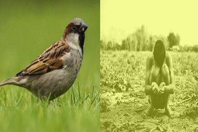 একটি চড়ুই পাখির জন্য মৃত্যু ৪ কোটি মানুষের
