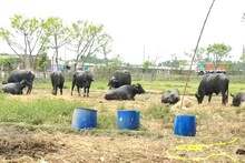 শিলিগুড়িকে করিডর করে বাংলাদেশে দেদার মোষ পাচার!