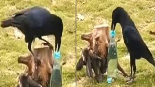 ভাইরাল ভিডিও