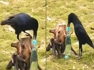 ভাইরাল ভিডিও