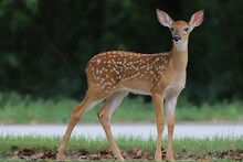 প্রাপ্তবয়স্ক হরিণ উদ্ধার লোকালয়ের ঝোপ থেকে