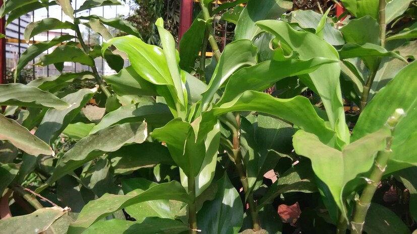 খালি পেটে এই পাতা খেলে রক্তের শর্করা নিয়ন্ত্রণে দুর্দান্ত সাহায্য করে। সিদ্ধ পাতা খাওয়াও উপকারী। এর জন্য অল্প আঁচে জলে কিছু পাতা ফুটিয়ে নিন। এরপর ছাকনির সাহায্যে ছেঁকে পান করুন।