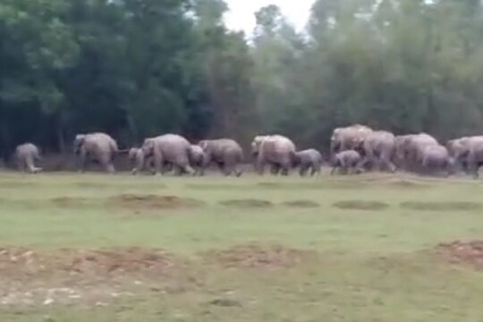 হাতির দলের তাণ্ডব এলাকায়