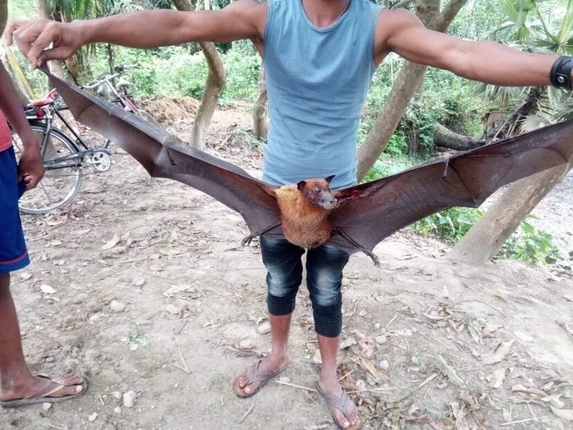 গবেষকরা জানাচ্ছেন, বাদুড় পাখি নয়। এরা উড়ন্ত প্রাণীর ক্যাটাগরিতে পড়ে। আসলে বাদুড় স্তন্যপায়ী প্রাণী, এরা ডিম দেয় না, এদের সরাসরি সন্তান জন্ম নেয় এবং বাচ্চাদের বুকের দুধ খাওয়ায়। তাই এরা পাখিদের শ্রেণীতে বিবেচিত হয় না। পেঙ্গুইন, উট পাখির মত অনেক পাখি আছে যারা উড়তে পারে না, কিন্তু ডিম পারে। এদিকে বাদুড় একমাত্র স্তন্যপায়ী জীব, যার ডানা আছে এবং উড়তে পারে।