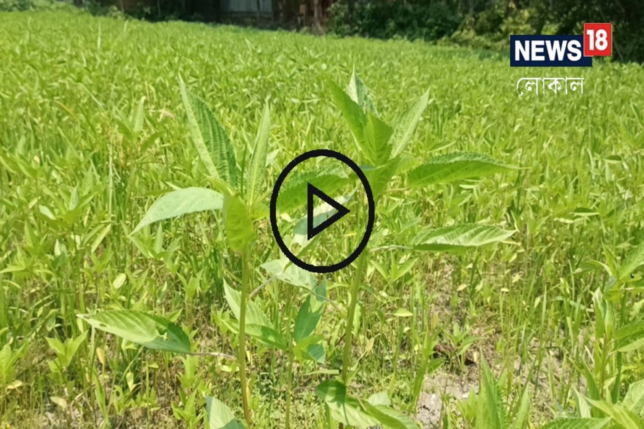 Jute Cultivation: পাট চাষ করে ব্যাপক লাভবান হচ্ছেন কৃষকরা! জেনে নিন খুঁটিনাটি