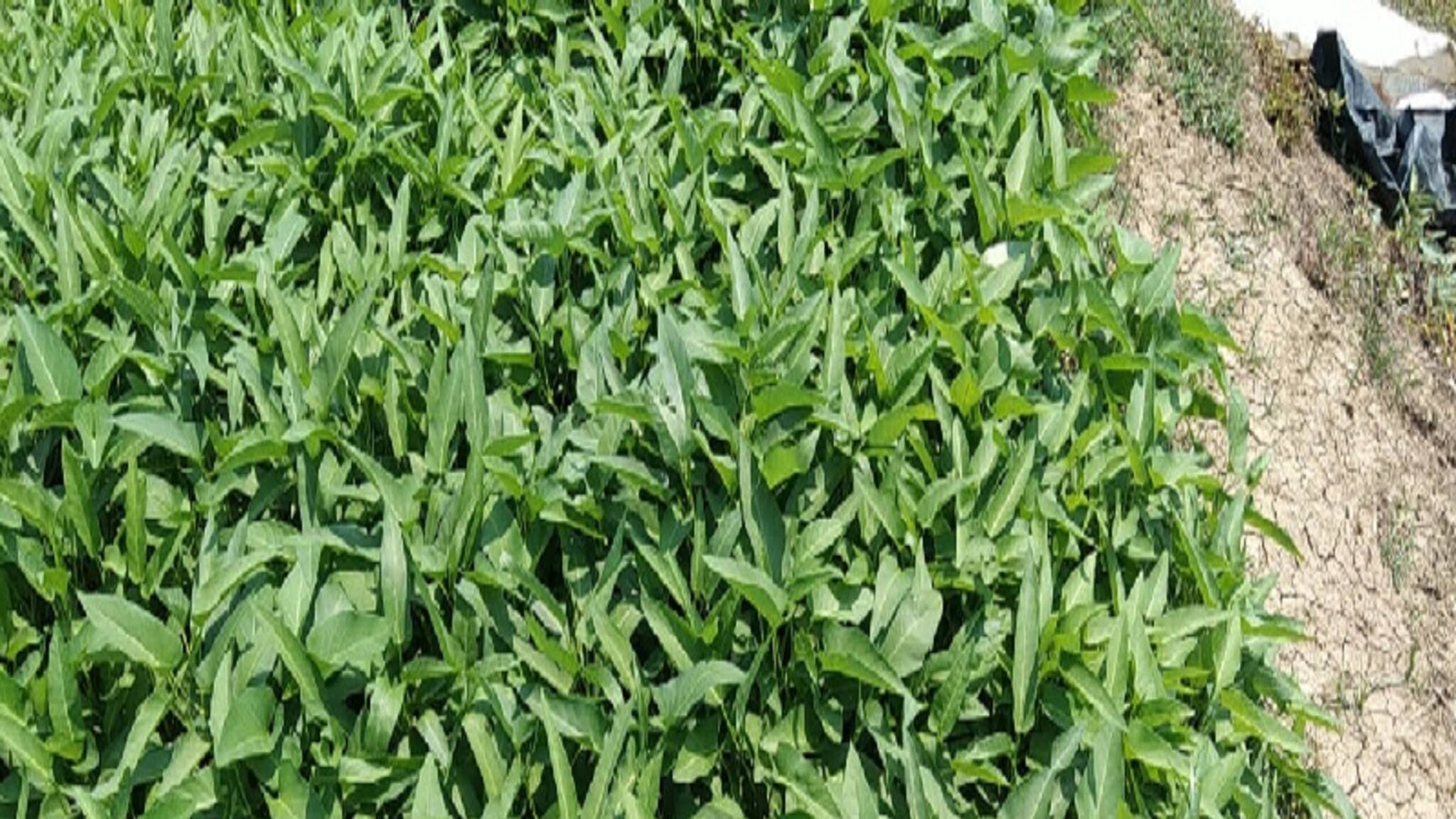 West Midnapore News: ধান চাষে লাভ নেই, বিকল্প ভাবে কলমি শাক চাষে লাভ খুঁজছেন কৃষকরা