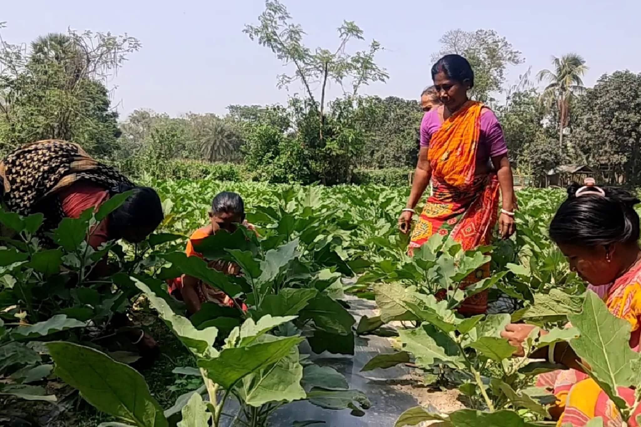 North Dinajpur News: স্বামীর রোজগারে চলে না, ঘর সামলে কিচেন গার্ডেনের কাজে নামেন এই গ্রামের মহিলারা