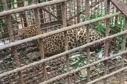 খাঁচাবন্দি লেপার্ড
