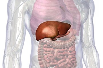 এই ৪ টোটকাতেই লিভার থাকবে তরতাজা! পেটের সমস্যা দূর হবে নিমেষে, জেনে নিন এই ৪ টোটকাতেই লিভার থাকবে তরতাজা! পেটের সমস্যা দূর হবে নিমেষে, জেনে নিন