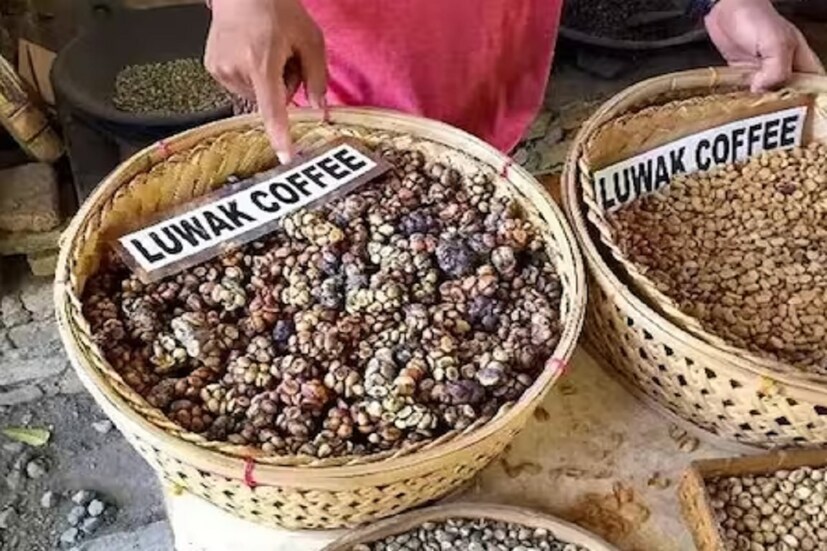 কোপি লুওয়াক বিশ্বের সবচেয়ে দামি কফি। এটি শুধুমাত্র ইন্দোনেশিয়াতেই পাওয়া যায়। সারা বিশ্বের বহু মানুষ এখানে আসেন শুধু এই কফি চেখে দেখতে। এক কেজি কোপি লুওয়াক বিক্রি হয় ৫৮ হাজার টাকায়।