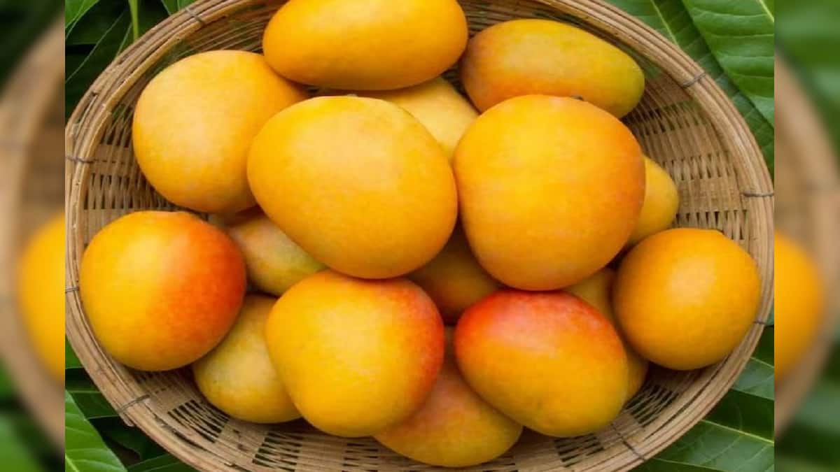 Mango: শুধু ভারতের জাতীয় ফল নয় আম, আরও একাধিক দেশ ‘ফলের রাজার’ মর্যাদা দিয়েছে Mango: শুধু ভারতের জাতীয় ফল নয় আম, আরও একাধিক দেশ ‘ফলের রাজার’ মর্যাদা দিয়েছে