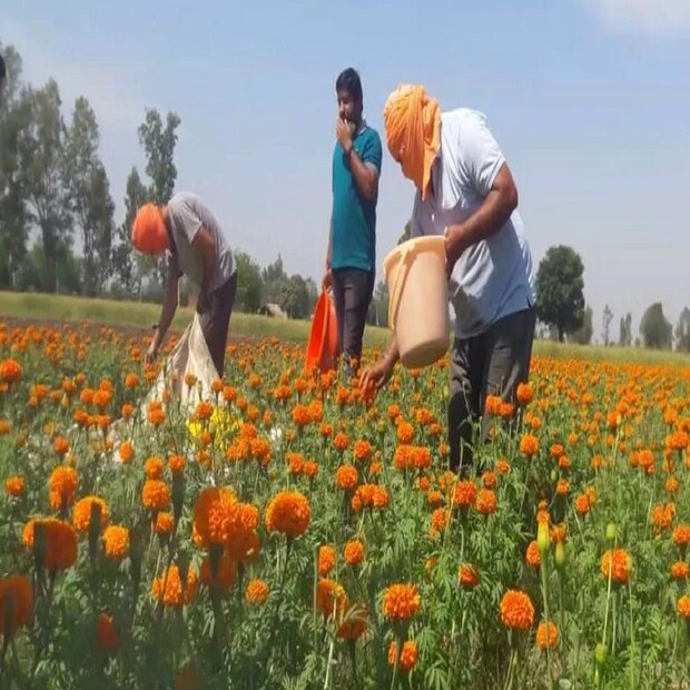 ভরতপুর জেলার কৃষক যমুনালাল মীনা জানান, আগে তিনি ঐতিহ্যবাহী চাষাবাদ করলেও এক বন্ধুর পরামর্শে প্রায় ২ বছর আগে গাঁদা ফুলের চাষ শুরু করেন। সব মরশুমেই এই ফুলের চাহিদা থাকায় ভাল লাভও হয়। গাঁদা ফুলের চাষ করে বছরে কত লাভ হয়? যমুনালাল মীনা বলছেন, ‘বছরে লাভের পরিমাণ ১৫ থেকে ২০ লাখ টাকা’।