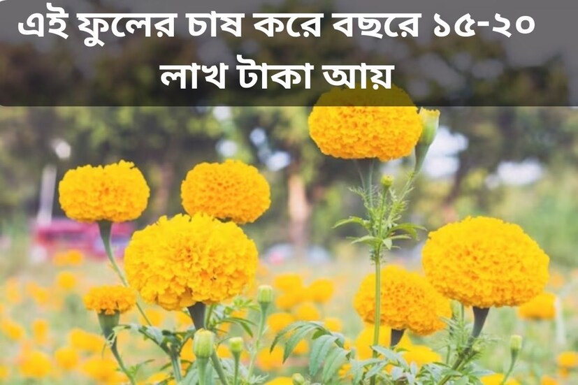 ঐতিহ্যবাহী চাষের বদলে ফুল চাষে ব্যাপক আগ্রহী রাজস্থানের ভরতপুরের কৃষকরা। গত কয়েক বছর ধরেই এমনটা চলছে। ভারতে এমনিতেই ফুল চাষ ব্যাপক জনপ্রিয়। তবে সবচেয়ে বেশি চাষ হয় গাঁদা ফুলের। ফুলচাষীদের কথায়, ব্যাপক হারে গাঁদা চাষের প্রধান কারণ কম খরচে বেশি লাভ। শুধু তাই নয়, অন্যান্য ফুল চাষের তুলনায় এটা চাষ করাও সহজ।