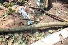 ঝড়ের সময় বাড়ির বাইরে বেরোতেই বৃদ্ধার মাথায় ভেঙে পড়ল গাছের ডাল! তারপর...
