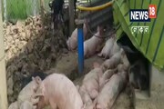 বাড়িতেই শুকর চাষ, বিকল্প আয়ের নতুন দিশা