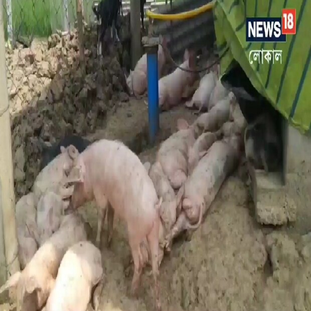 প্রশ্ন ৪ - কোন দেশে সর্বাধিক সংখ্যক শূকর পাওয়া যায়? উত্তর ৪ - বিশ্বের সবচেয়ে বেশি শূকর চীনে দেখতে পাওয়া যায়।