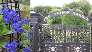 বিষে ভরা বাগান! ঘুরতে গেলে হারাতে পারেন চৈতন্য, তবু লেগেই থাকে পর্যটকের আনাগোনা (Photo: Twitter)