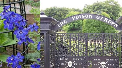 বিষে ভরা বাগান! ঘুরতে গেলে হারাতে পারেন চৈতন্য, তবু লেগেই থাকে পর্যটকের আনাগোনা (Photo: Twitter) বিষে ভরা বাগান! ঘুরতে গেলে হারাতে পারেন চৈতন্য, তবু লেগেই থাকে পর্যটকের আনাগোনা (Photo: Twitter)