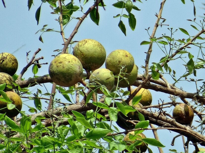 ক্যানস্যার, আর্থরাইটিস, ব্লাড প্রেসার কমানো-সহ একাধিক জটিল অসুখ সারায় বেল 