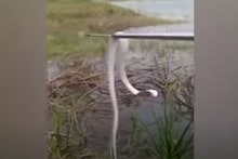 ধরা পড়ল সাদা রঙের অ্যালবিনো কোবরা ! দেখুন ভিডিও
