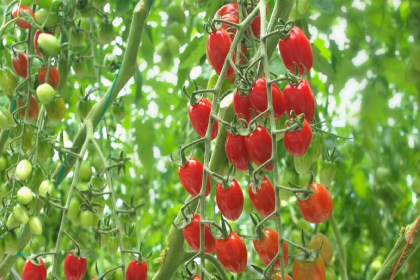 টমটোর গুণ অনেক। হজমশক্তি বাড়ায় টমেটো। অনেকে বলেন, নিয়মিত টমেটো খেলে যৌবন অনেকদিন ধরে রাখা যায়। টমেটো পেটে ব্যাকটেরিয়ার হামলা থেকেও বাঁচায়। এমন একখানা গুণে ঠাঁসা জিনিস চিনতে এত দেরি কেন করল ভারতীয়রা!