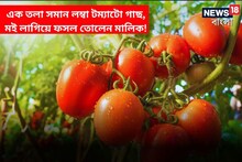 বাড়ির বাগানে এক তলা সমান লম্বা টম্যাটো গাছ, মই লাগিয়ে ফসল তোলেন মালিক!