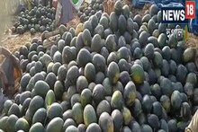 তরমুজ চাষ করে বিপুল লাভের সম্ভাবনা, দেখে নিন আপনিও লাভবান হতে পারে