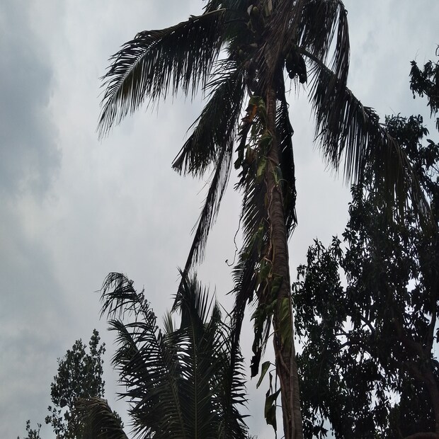 হাওয়া অফিস সূত্রে খবর, বৃহস্পতিবার দক্ষিণবঙ্গের সব জেলাগুলিতে বৃষ্টিপাতের সম্ভাবনা রয়েছে। তবে মাঝারি মাপের বৃষ্টিপাত হওয়ার আশা রয়েছে। একই সঙ্গে রয়েছে বজ্রবিদ্যুৎ-সহ বৃষ্টির পূর্বাভাস। ৩০ থেকে ৪০ কিলোমিটার গতি বেগে হাওয়া বইবে, উত্তরবঙ্গের সব জেলাগুলিতেও বৃষ্টিপাত চলবে।