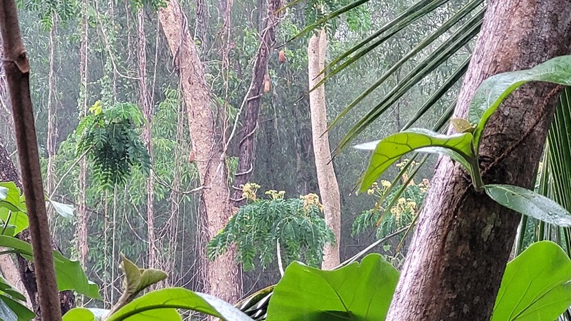 তবে বুধবার সকাল থেকে তাপমাত্রা ক্রমশ ঊর্ধ্বমুখী হলেও বিকেল গড়াতে কালো মেঘে ঢাকে গোটা আকাশ। অবশেষে ঝাপিয়ে নামে বৃষ্টি। সাথে বজ্রবিদ্যুতও। আবহাওয়া দফতর সূত্রে মনে করা হচ্ছে কালবৈশাখীর কারণে এদিন বিকেলে বৃষ্টি হয় বিভিন্ন জায়গায়।( Reported By: Ranjan Chanda) 