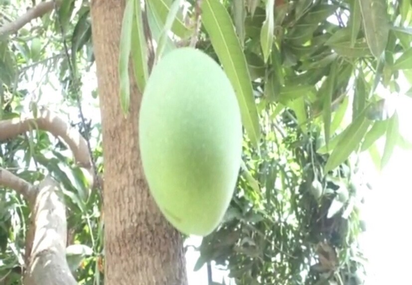  ৭০ বছর বয়সী চাষির কাণ্ডে সকলেই অবাক। ব্যক্তির নাম ওকাভাই ভাট্টি। তিনি নিজের জমিতে একটি এমন আম গাছের চাষ করেছেন, যে সেই গাছে ১৪ রকমের আম ফলছে।  শুধু তাই নয় এই আম হলি থেকে দিওয়ালি পর্যন্ত ফলন দেয়। প্রায় সারা বছর আম ফলতে থাকে এই গাছে। (Reported By: Rajan Gadhiya)