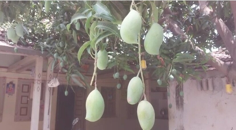 সব থেকে মজার হল প্রতিটি আলাদা প্রজাতির আম আলাদা আলাদা সময় হয়। ভাট্টি জানিয়েছেন, &quot;আম নিয়ে আমার বরাবর কৌতূহল। আমি মহারাষ্ট্র ও রাজস্থানের কৃষই মহাবিদ্যালয়ে এই নিয়ে নানা রকম পড়াশুনো করে জানতে পারি বহু আম আজ আর নেই। সেই থেকেই এই ভাবনা মাথায় আসে। এবং একটি গাছেই কী ভাবে নানা রকমের আমের ফলন করা যায় সেদিকে নজর দিই।&quot; জানা গিয়েছে বেশ কয়েকটি আমের নামকরন ওই চাষি নিজেই করেছেন। (Reported By: Rajan Gadhiya)