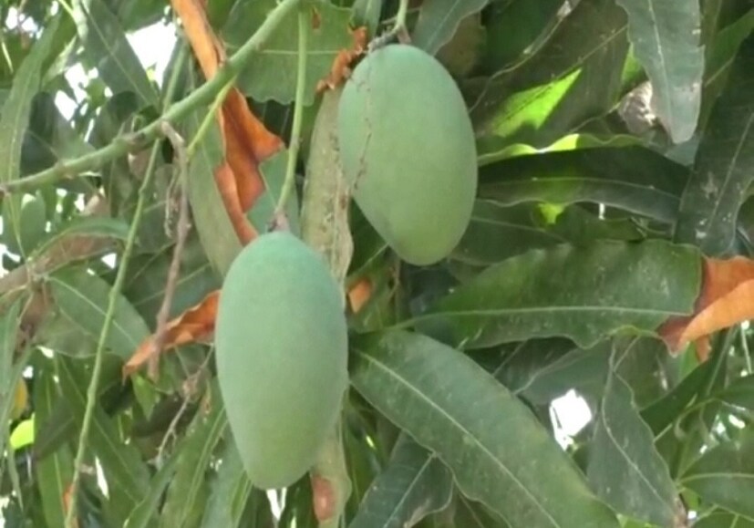 ওই চাষির কথা মত, এই আম গাছটিতে আম্রপালী, নীলম, বেগম, নীল ফাগুন, সুন্দরী, কেসর, গুলাবিয়োর মতো ১৪ রকমের আম হয়। এই গাছ দেখতে এখন ভিড় জমছে। (Reported By: Rajan Gadhiya)