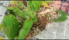 সুস্বাদু ও পুষ্টিকর পিঁপড়ের ডিম! চাটনি করে বা শালপাতায় মুড়ে ঝলসে খাওয়াই রীতি