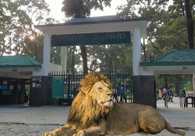 পুজোর আগেই বেঙ্গল সাফারি পার্কে সিংহ দর্শন