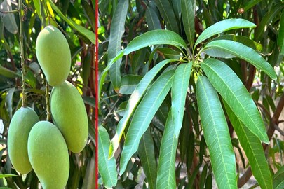  বিকল্প চাষ হিসেবে বিঘা বিঘা জুড়ে হচ্ছে আমপাতা চাষ