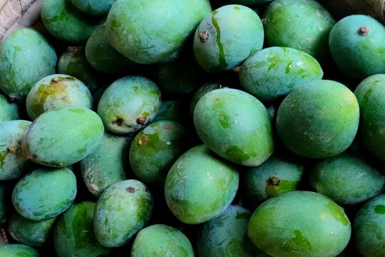 পেড়ে নেওয়া হচ্ছে কাঁচা আম
