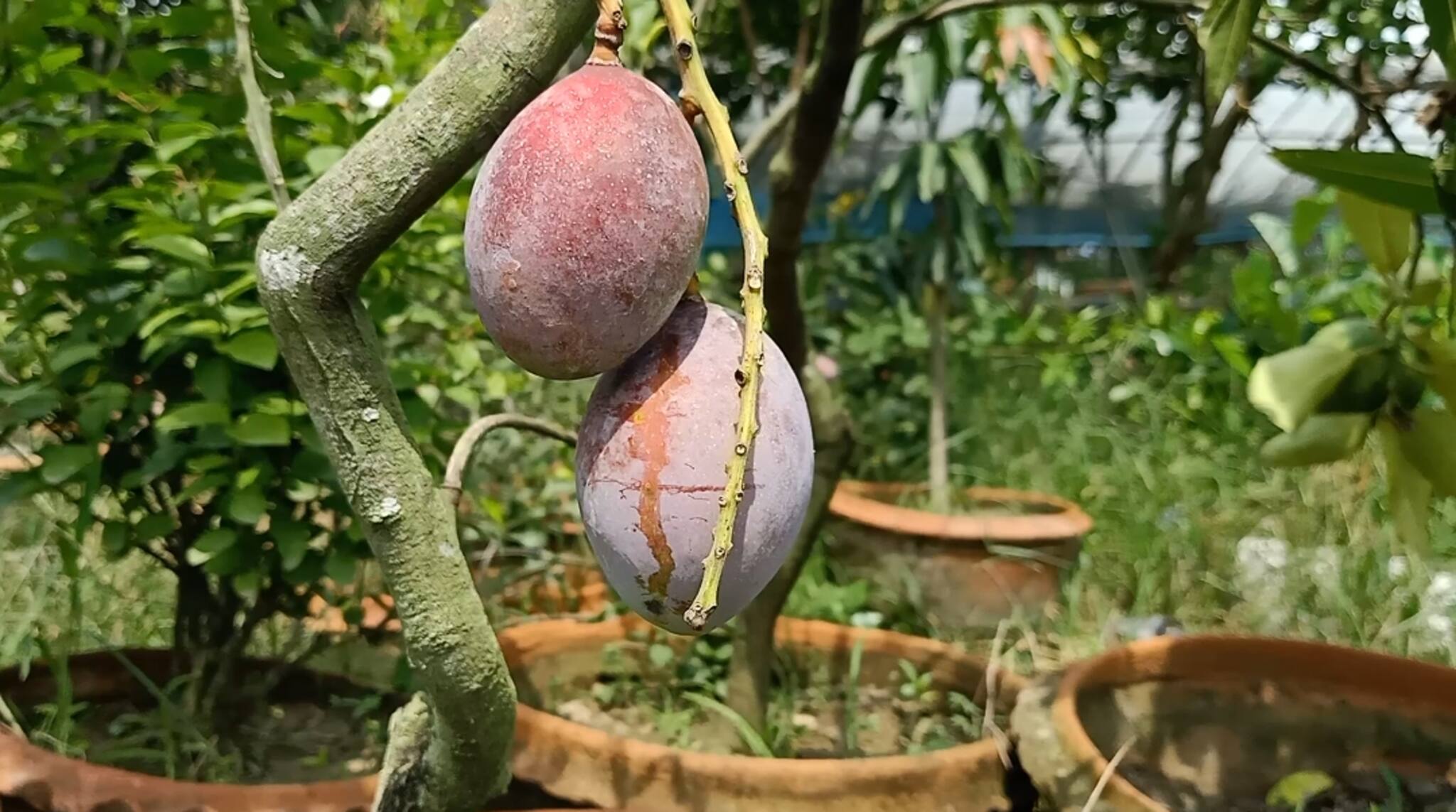এক কেজি আমের দাম আড়াই লাখ! জাপানের আম ফলছে বসিরহাটের গাছে! বড় চমক!