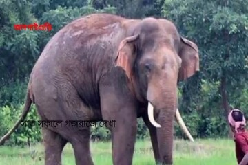 হাতির