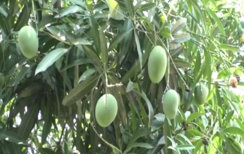 এক গাছে এক রকমের আম হয়। কখনও আবার দেখা যায় এক গাছেই দুই রকমের আম হচ্ছে। কিন্তু কখনও দেখেছেন একটাই গাছে ১৪ ধরণের আম হতে? হ্যাঁ এমনটাই ঘটিয়েছেন ধারু তালুকের এক চাষি। (Reported By: Rajan Gadhiya)