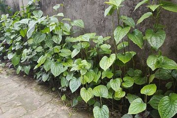 চাষ